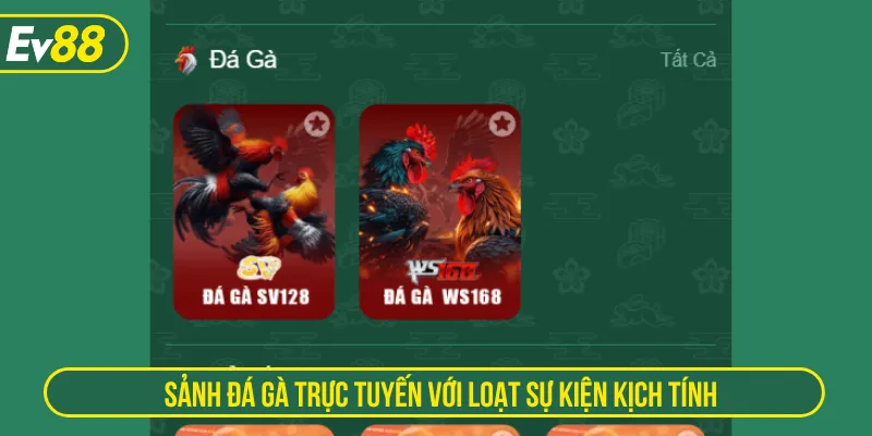 Sân chơi đá gà quy tụ chiến kê từ trường đấu hàng đầu